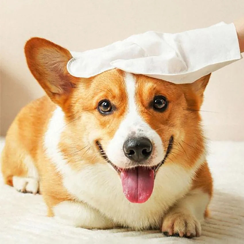 6Pcs/Pack Pet No-wash Gloves