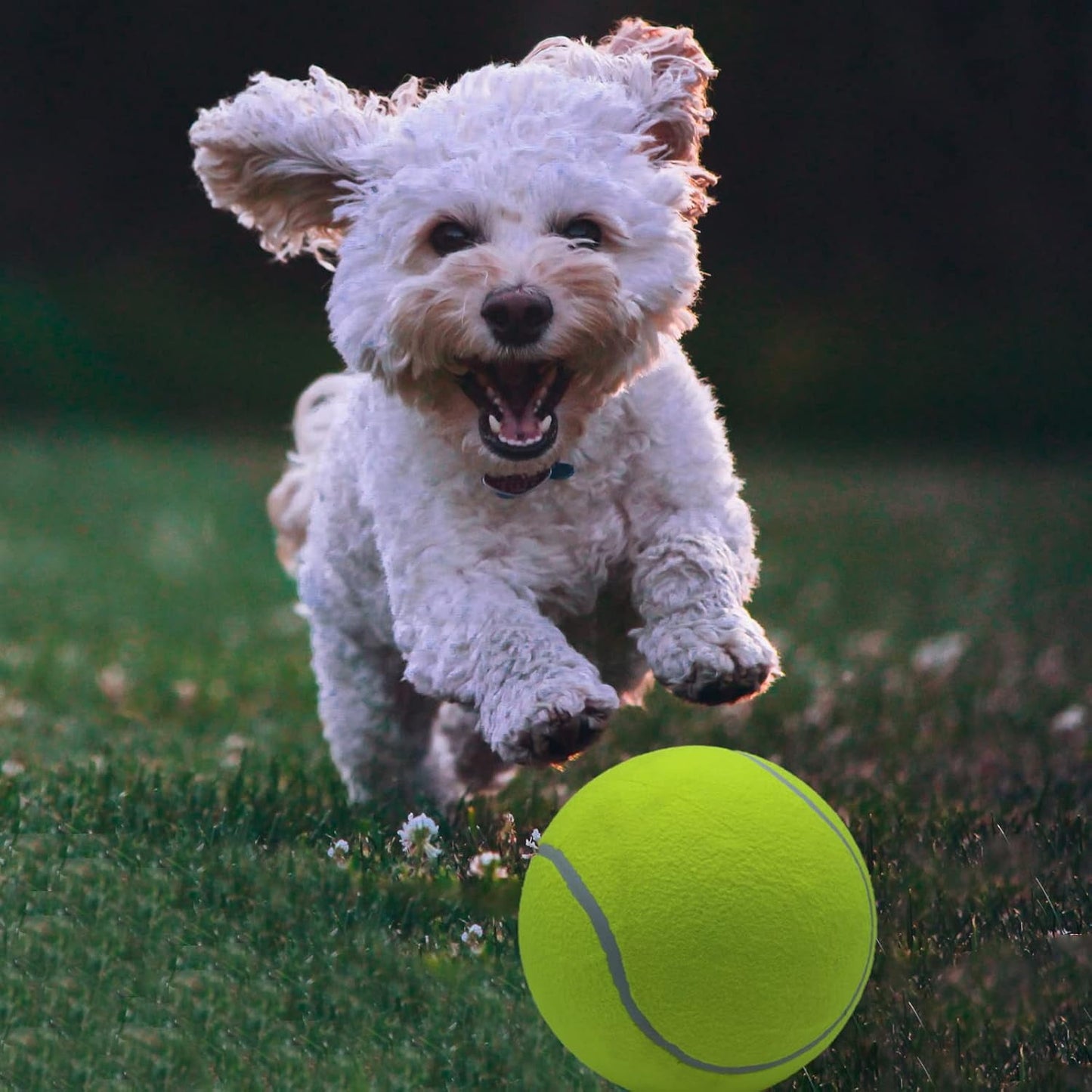 Tennis Balls for Dogs Toy