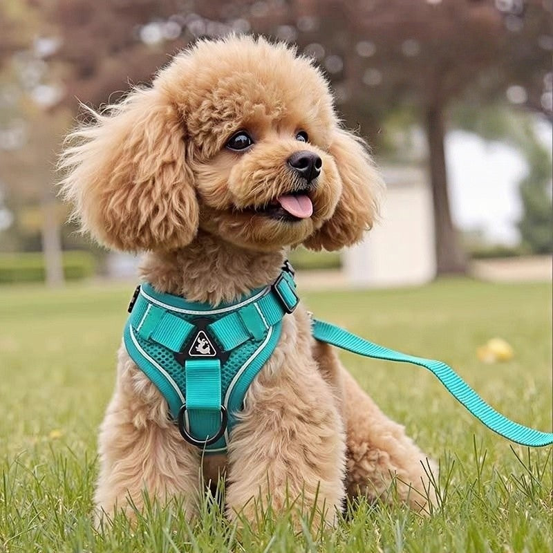 Reflective Vest Harness & Leash