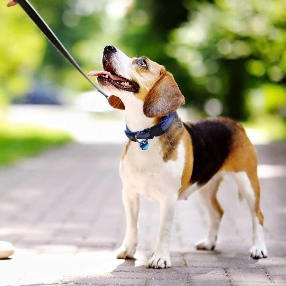 Reflective Strip Collar