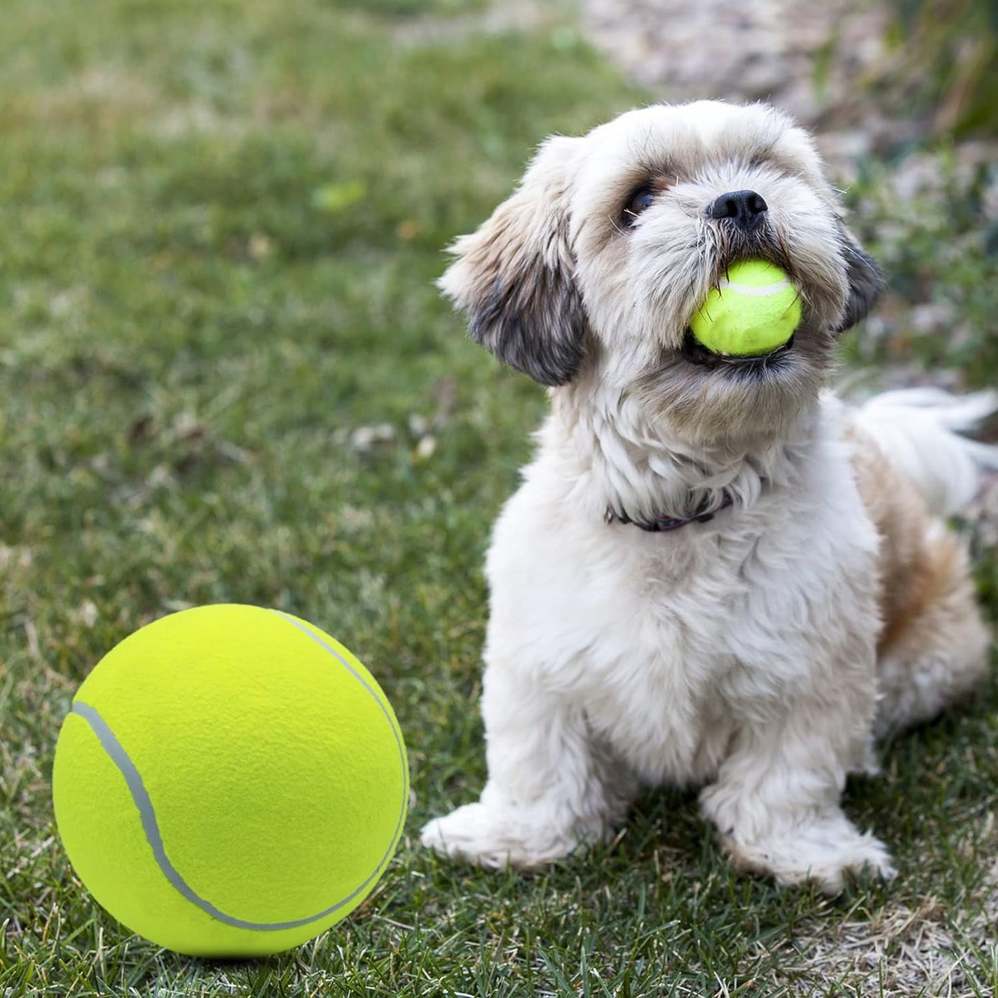 Tennis Balls for Dogs Toy