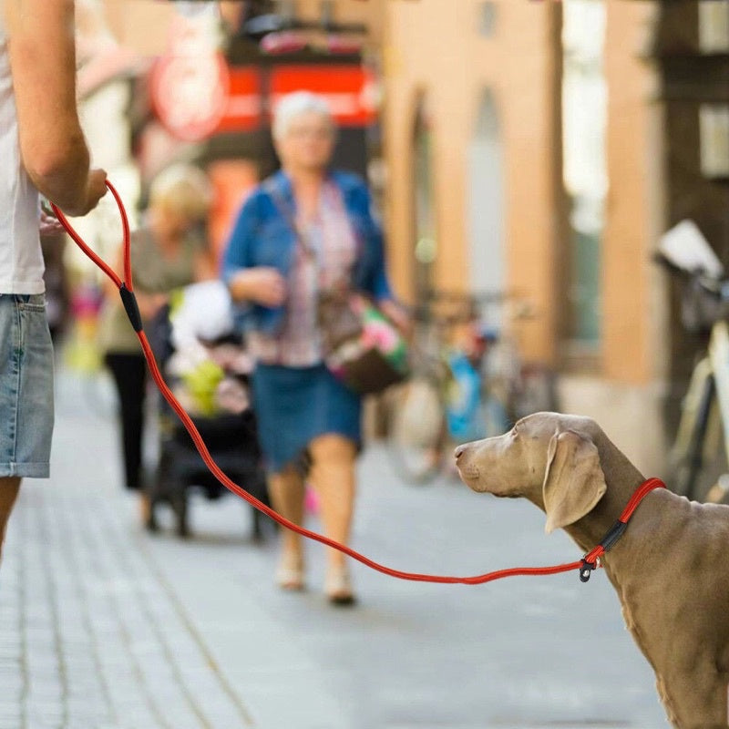All-in-One P Leash